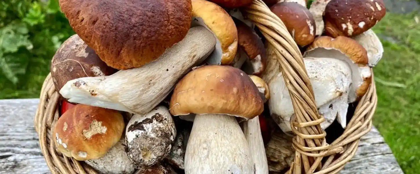 raccolta funghi
